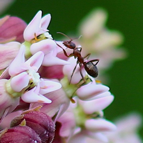 Red Field Ant
Formica pallidefulva or incerta
(On Milkweed flower) Red Field Ant
Formica pallidefulva or incerta
(On Milkweed flower)